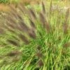 Pennisetum Alopecuroides F. Viridescens