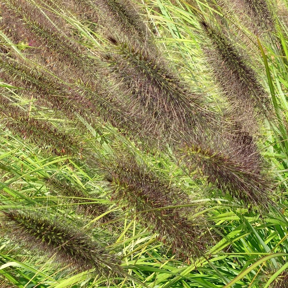 Pennisetum Alopecuroides F. Viridescens 2 Pennisetum Alopecuroides F. Viridescens - Image 2