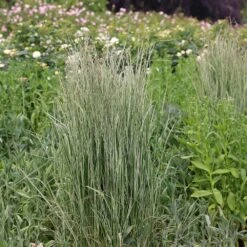 Calamagrostis × Acutiflora 'Overdam' -Pure Botanica pl2000045813 card3 lg