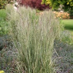 Calamagrostis × Acutiflora 'Overdam' -Pure Botanica pl2000045813 card4 lg