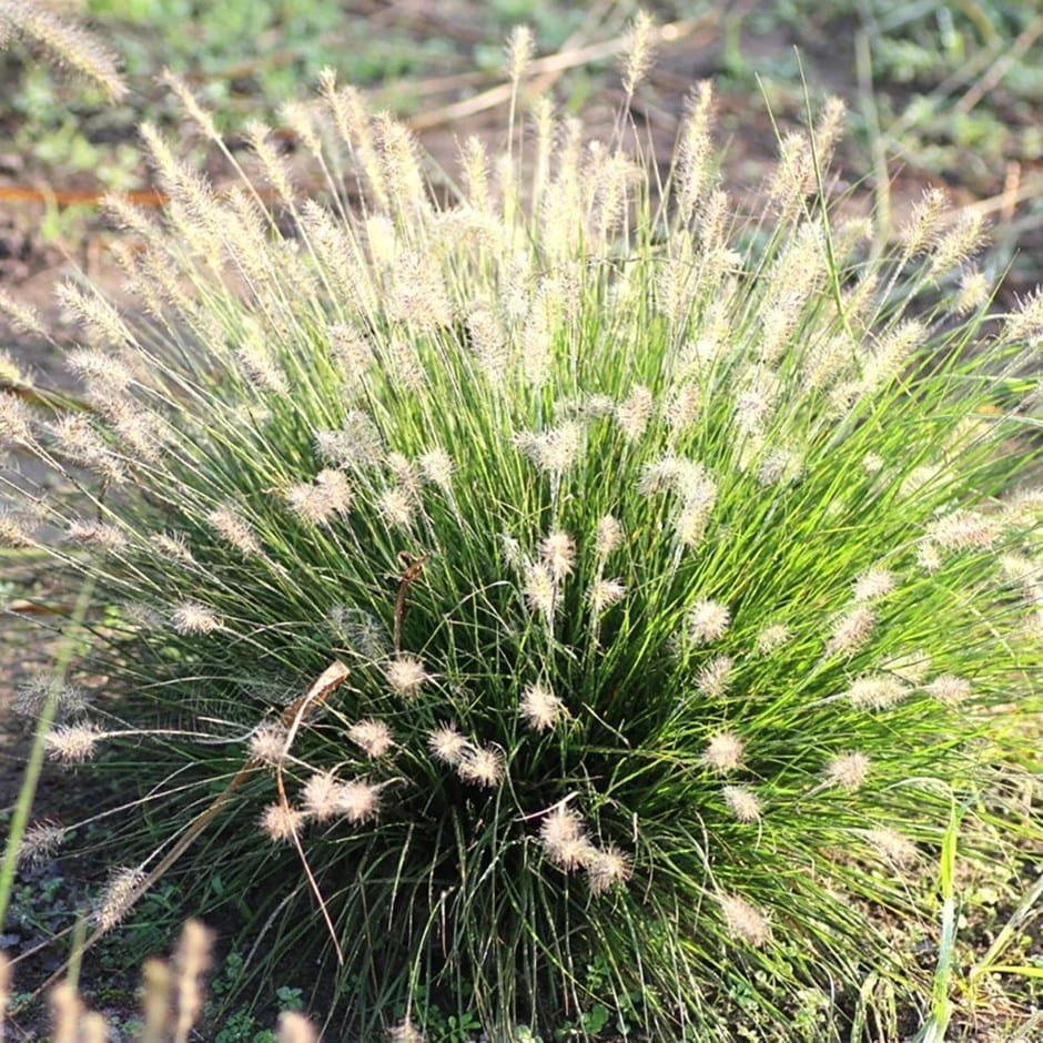 Pennisetum Alopecuroides 'Little Bunny' 1 Pennisetum Alopecuroides 'Little Bunny'
