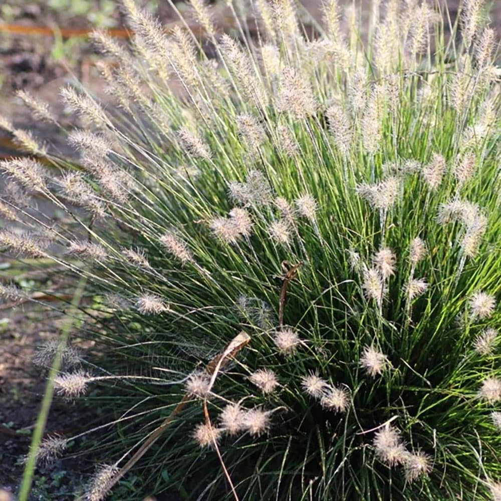 Pennisetum Alopecuroides 'Little Bunny' 2 Pennisetum Alopecuroides 'Little Bunny' - Image 2