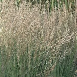 Molinia Caerulea Subsp. Caerulea 'Moorflamme'