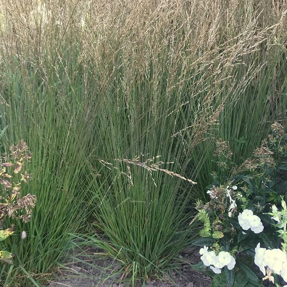 Molinia Caerulea Subsp. Caerulea 'Moorflamme' 2 Molinia Caerulea Subsp. Caerulea 'Moorflamme' - Image 2