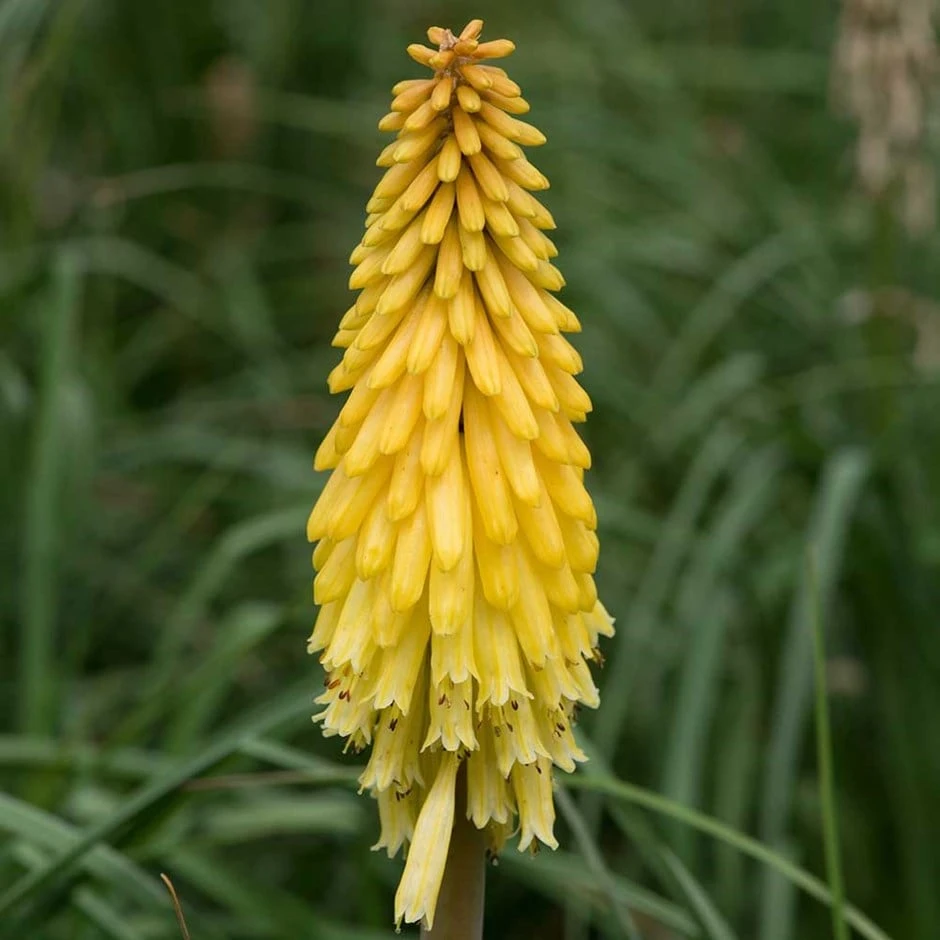 Kniphofia Poco Yellow ('Tnknipy') (PBR) (Poco Series) 1 Kniphofia Poco Yellow ('Tnknipy') (PBR) (Poco Series)