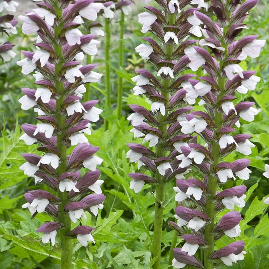 Acanthus Hungaricus 'White Lips' 1 Acanthus Hungaricus 'White Lips'