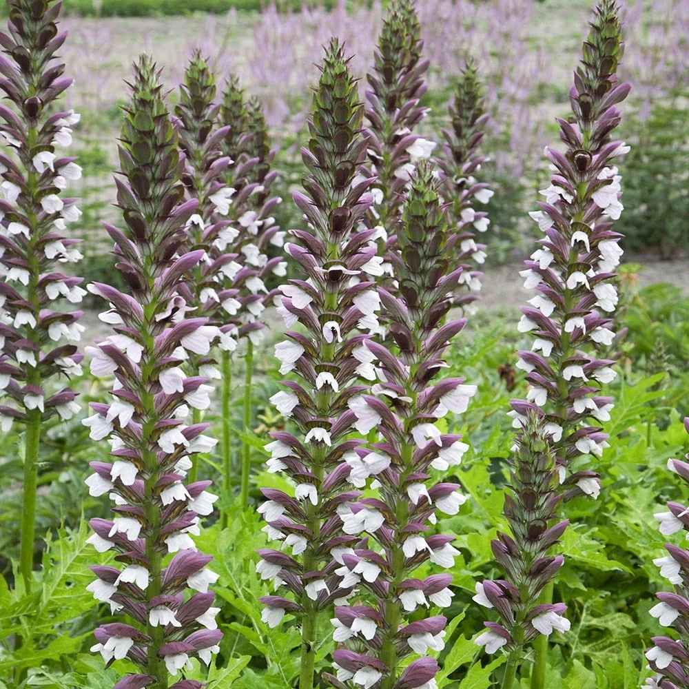 Acanthus Hungaricus 'White Lips' 2 Acanthus Hungaricus 'White Lips' - Image 2