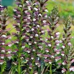 Acanthus Hungaricus 'White Lips' 6 Acanthus Hungaricus 'White Lips' -Pure Botanica pl2000045885 card3 lg