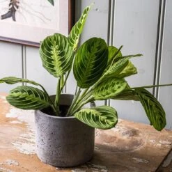 Maranta Leuconeura Var. Erythroneura 'Lemon Lime' -Pure Botanica pl2000046117 card3 lg