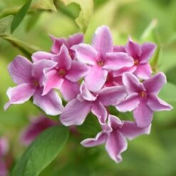 Jasminum × Stephanense Starry Starry Summer Scent ('Ganmin 1701')