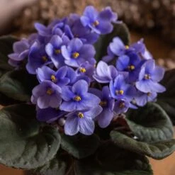 Saintpaulia 'Light Blue' -Pure Botanica pl2000046315 card3 lg