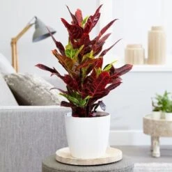 Codiaeum Variegatum Var. Pictum 'Excellent'