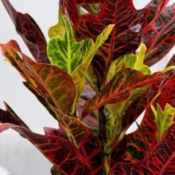 Codiaeum Variegatum Var. Pictum 'Excellent' -Pure Botanica pl2000046586 card3 lg