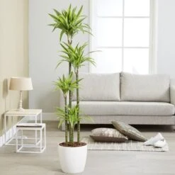 Dracaena Fragrans (Deremensis Group) 'Lemon Lime' -Pure Botanica pl2000046605 card3 lg