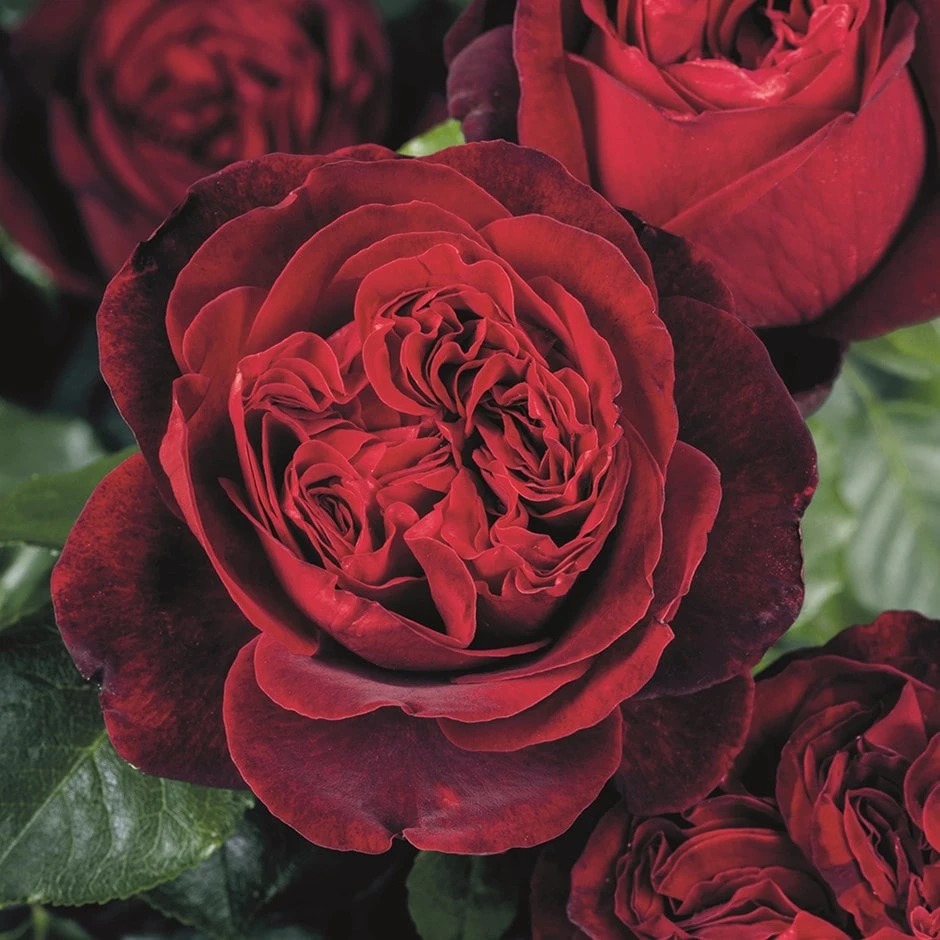 Rosa Admiral ('Tan08996') (PBR) 1 Rosa Admiral ('Tan08996') (PBR)