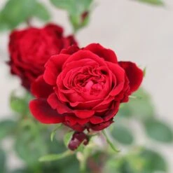 Rosa Admiral ('Tan08996') (PBR) 5 Rosa Admiral ('Tan08996') (PBR) -Pure Botanica pl2000046618 card3 lg
