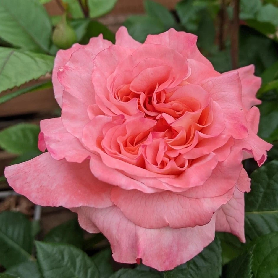 Rosa Rachel ('Tangust') (PBR) 1 Rosa Rachel ('Tangust') (PBR)