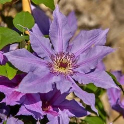 Clematis Tumaini ('Evigsy151') (PBR) -Pure Botanica pl2000046633 card4 lg