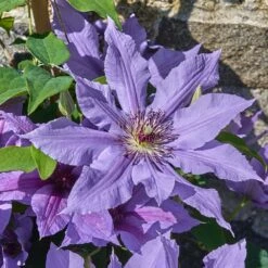 Clematis Tumaini ('Evigsy151') (PBR) -Pure Botanica pl2000046633 card5 lg