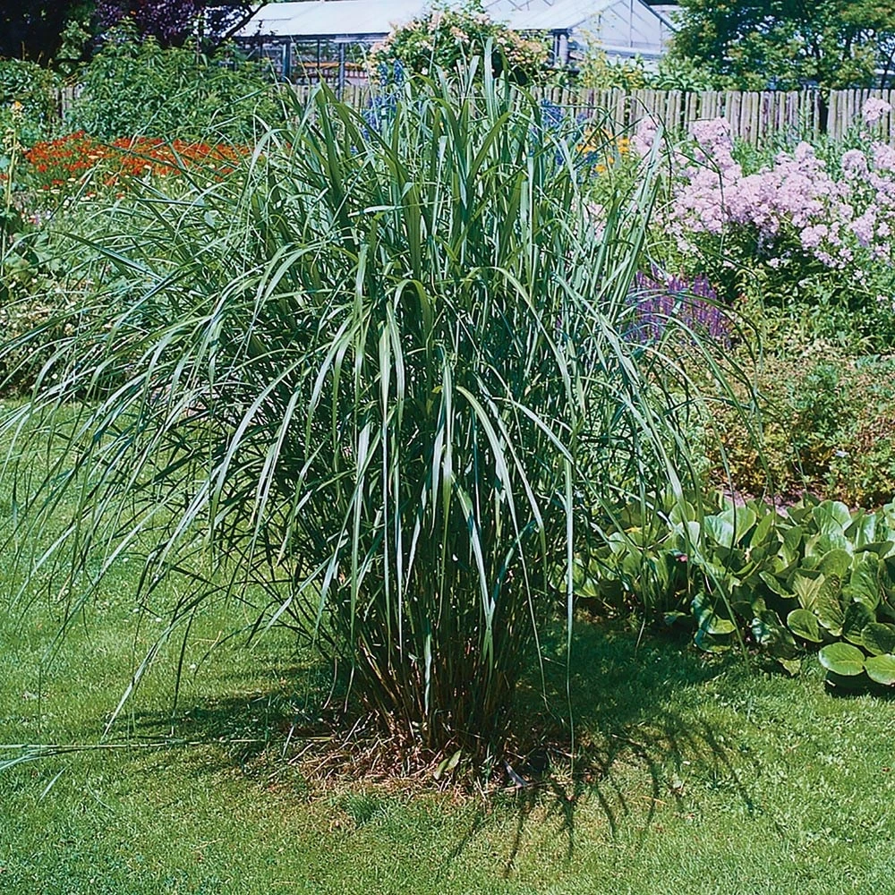 Eco Grass 2 Eco Grass - Image 2