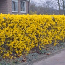 Forsythia 'Lynwood Variety' - Flowering Hedging -Pure Botanica pl2000047119 card3 lg