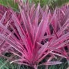 Cordyline Pink Passion ('Seipin') (PBR)