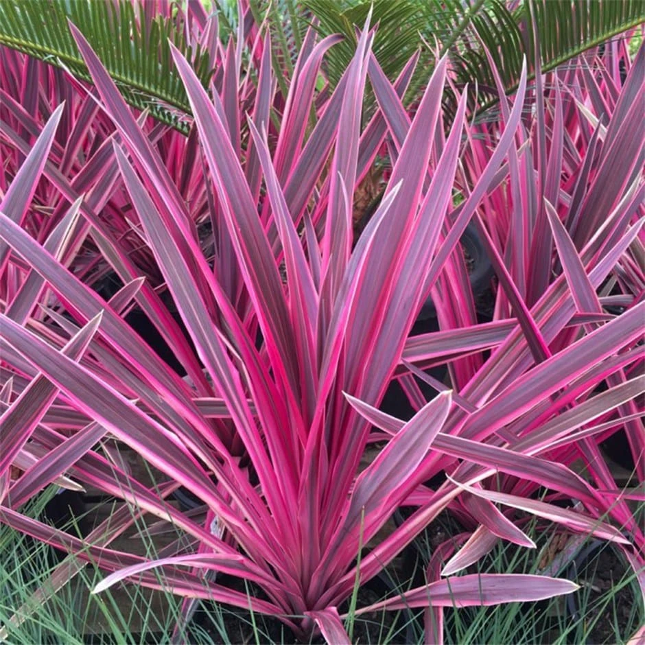 Cordyline Pink Passion ('Seipin') (PBR) 1 Cordyline Pink Passion ('Seipin') (PBR)