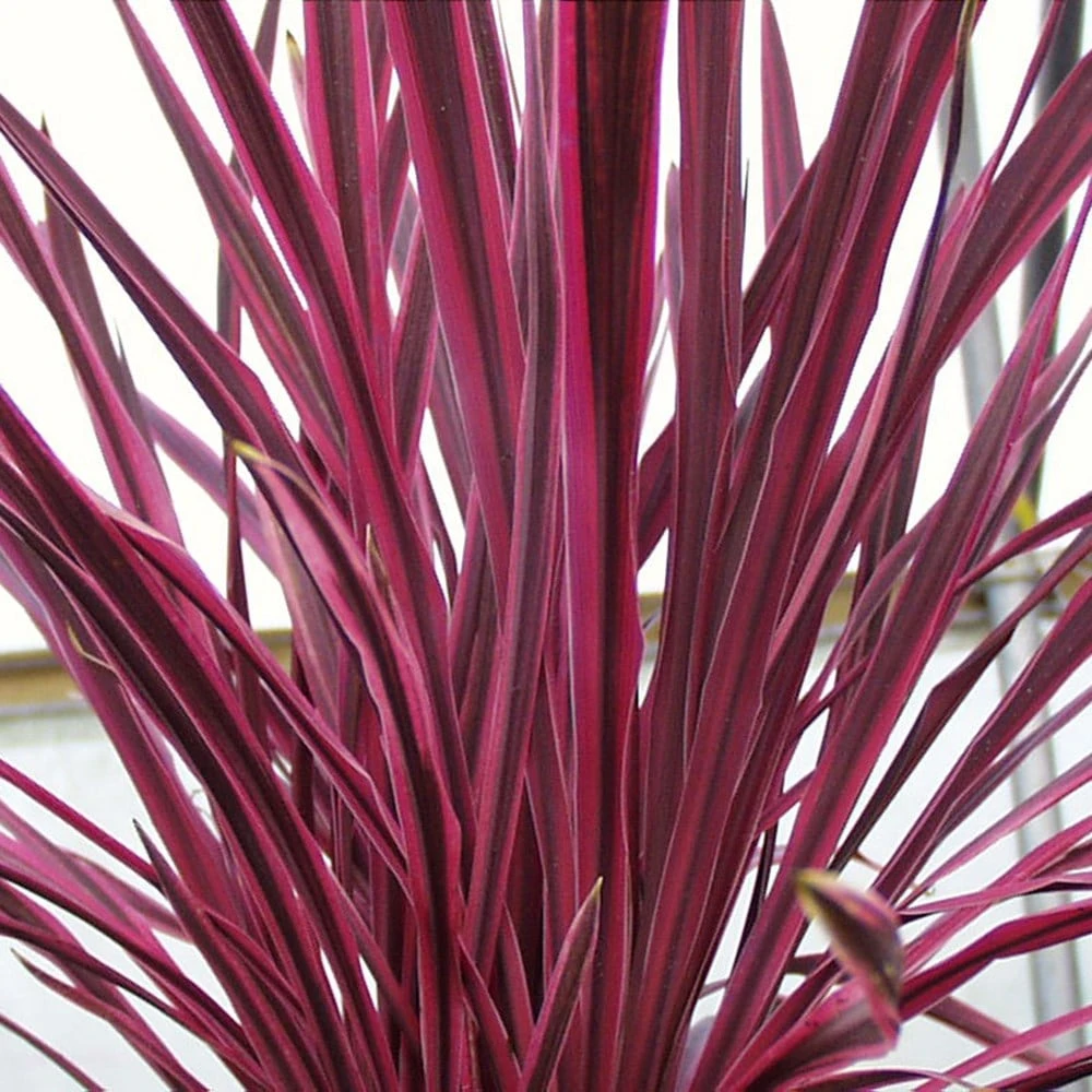 Cordyline Pink Passion ('Seipin') (PBR) 2 Cordyline Pink Passion ('Seipin') (PBR) - Image 2