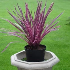 Cordyline Pink Passion ('Seipin') (PBR) 5 Cordyline Pink Passion ('Seipin') (PBR) -Pure Botanica pl2000047822 card3 lg
