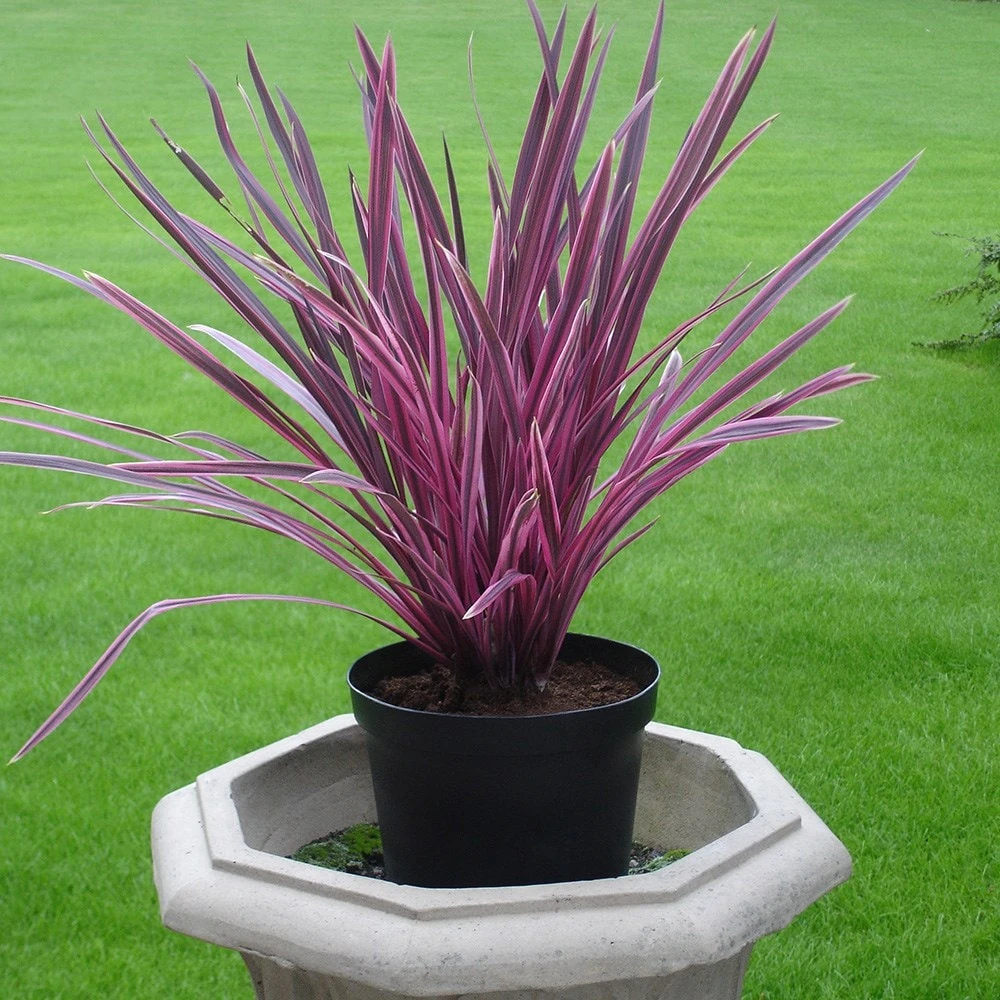 Cordyline Pink Passion ('Seipin') (PBR) 3 Cordyline Pink Passion ('Seipin') (PBR) - Image 3