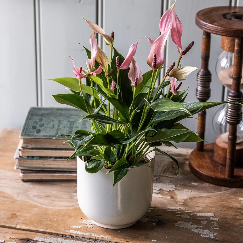 Flamingo Flower Collection 3 Flamingo Flower Collection - Image 3