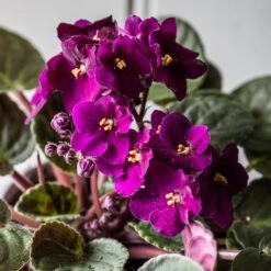 African Violet Collection 7 African Violet Collection -Pure Botanica pl2000047862 card4 lg