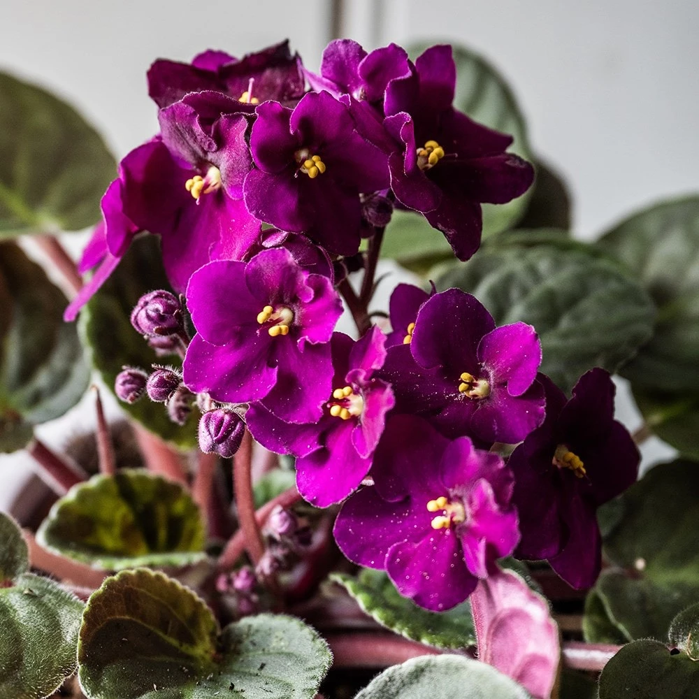 African Violet Collection 4 African Violet Collection - Image 4