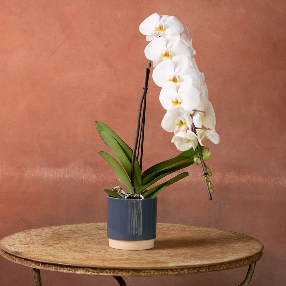 Phalaenopsis 'Formidablo Niagra Falls' 4 Phalaenopsis 'Formidablo Niagra Falls' - Image 4