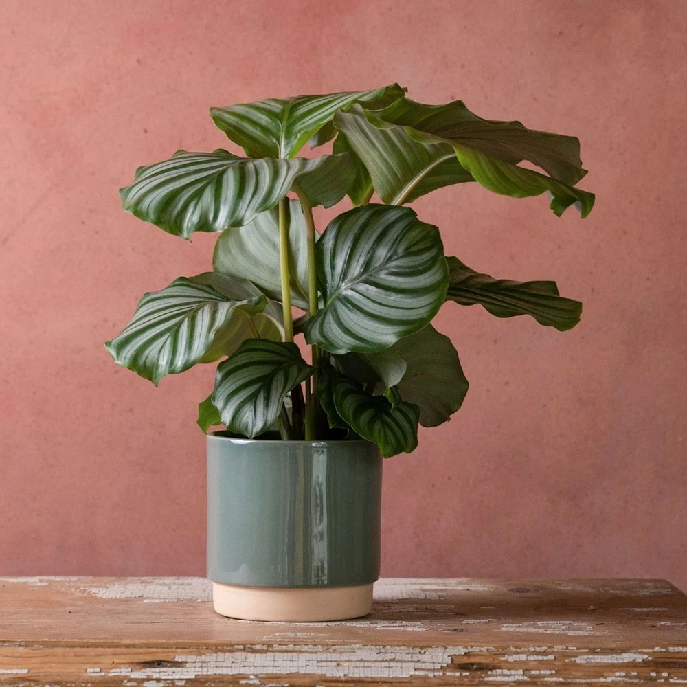 Goeppertia Orbifolia 3 Goeppertia Orbifolia - Image 3