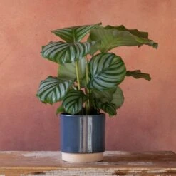 Goeppertia Orbifolia 9 Goeppertia Orbifolia -Pure Botanica pl2000048186 card4 lg