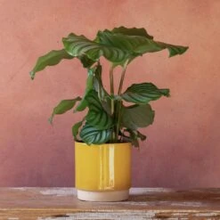 Goeppertia Orbifolia 10 Goeppertia Orbifolia -Pure Botanica pl2000048186 card5 lg