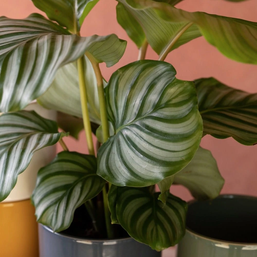 Goeppertia Orbifolia 6 Goeppertia Orbifolia - Image 6