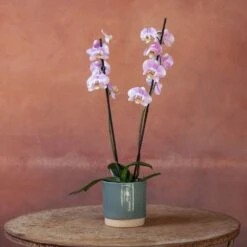 Phalaenopsis 'Pink Clouds' -Pure Botanica pl2000048226 card3 lg