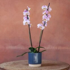 Phalaenopsis 'Pink Clouds' -Pure Botanica pl2000048226 card4 lg