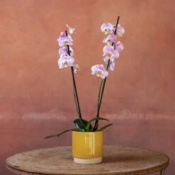 Phalaenopsis 'Pink Clouds' -Pure Botanica pl2000048226 card5 lg