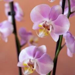 Phalaenopsis 'Pink Clouds' -Pure Botanica pl2000048226 card6 lg