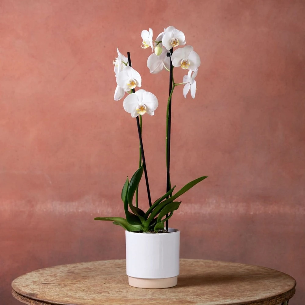 Phalaenopsis 'Inverness' 2 Phalaenopsis 'Inverness' - Image 2
