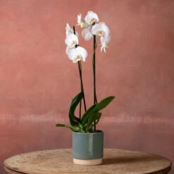 Phalaenopsis 'Inverness' 8 Phalaenopsis 'Inverness' -Pure Botanica pl2000048227 card3 lg