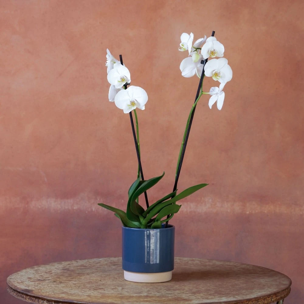 Phalaenopsis 'Inverness' 4 Phalaenopsis 'Inverness' - Image 4