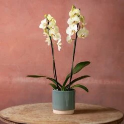 Phalaenopsis 'Volterra' -Pure Botanica pl2000048229 card3 lg
