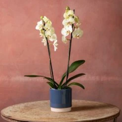 Phalaenopsis 'Volterra' -Pure Botanica pl2000048229 card4 lg