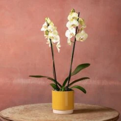 Phalaenopsis 'Volterra' -Pure Botanica pl2000048229 card5 lg