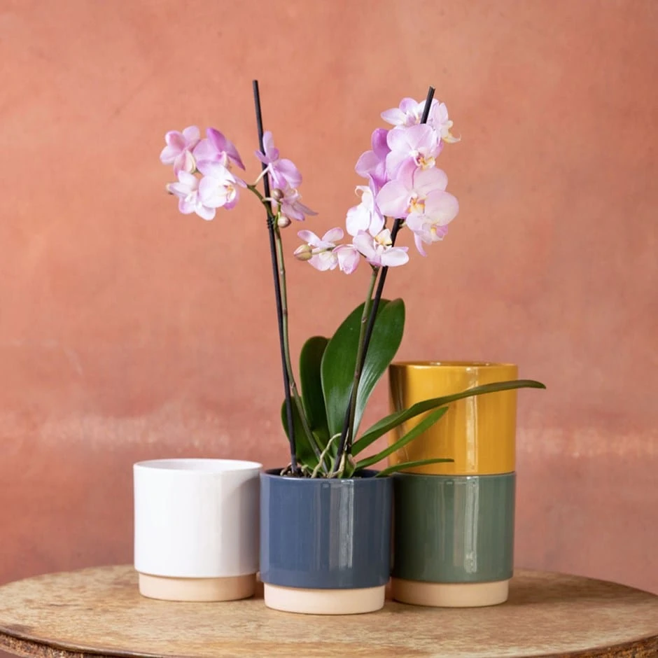 Phalaenopsis 'Milwaukee' 1 Phalaenopsis 'Milwaukee'