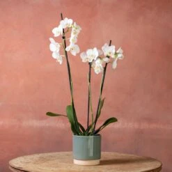 Phalaenopsis 'Folkestone' 8 Phalaenopsis 'Folkestone' -Pure Botanica pl2000048234 card3 lg
